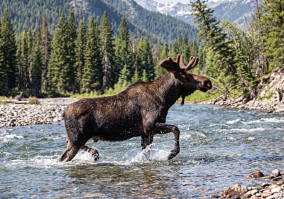 A moose crossing a Montana river