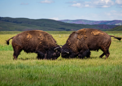 Two bison facing off on the prairie